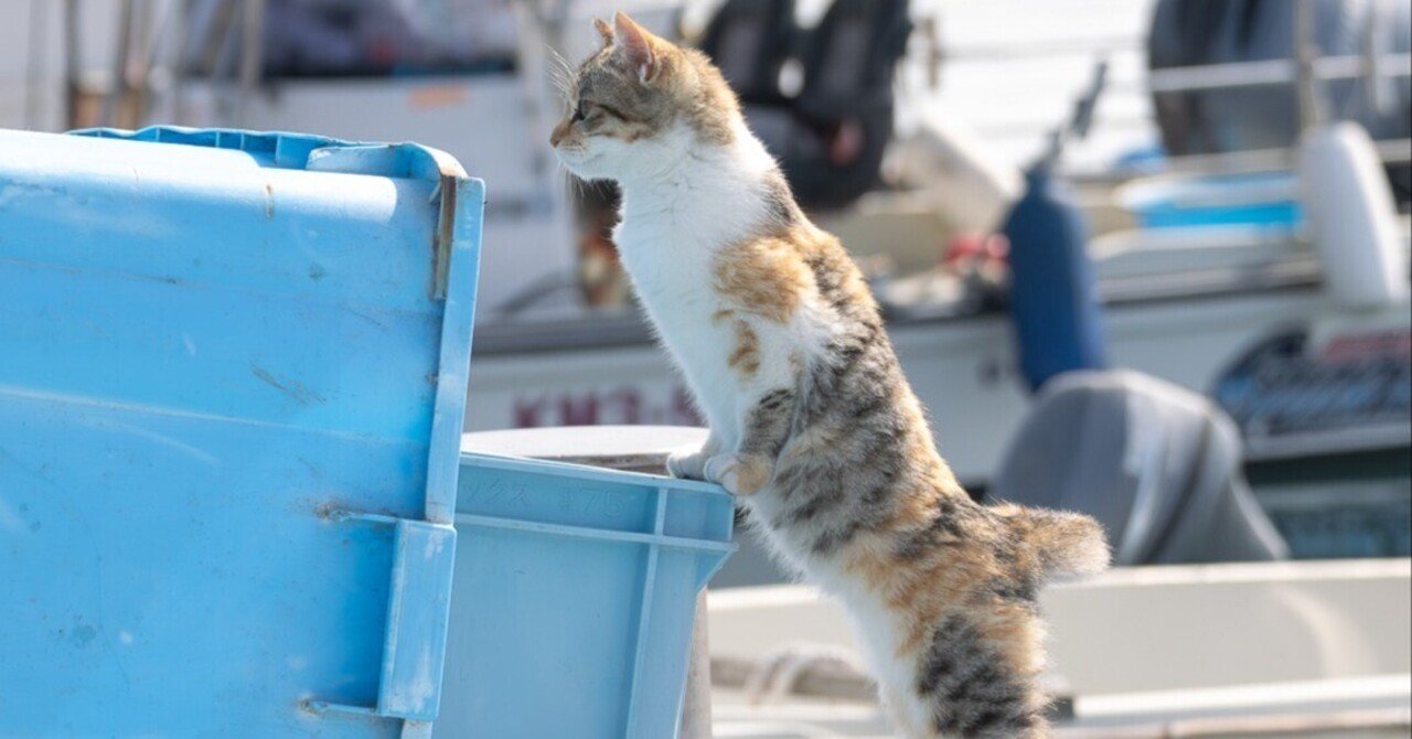 猫なのにぜんぜん猫背じゃない！漁港で背筋をピンと伸ばした猫ちゃん