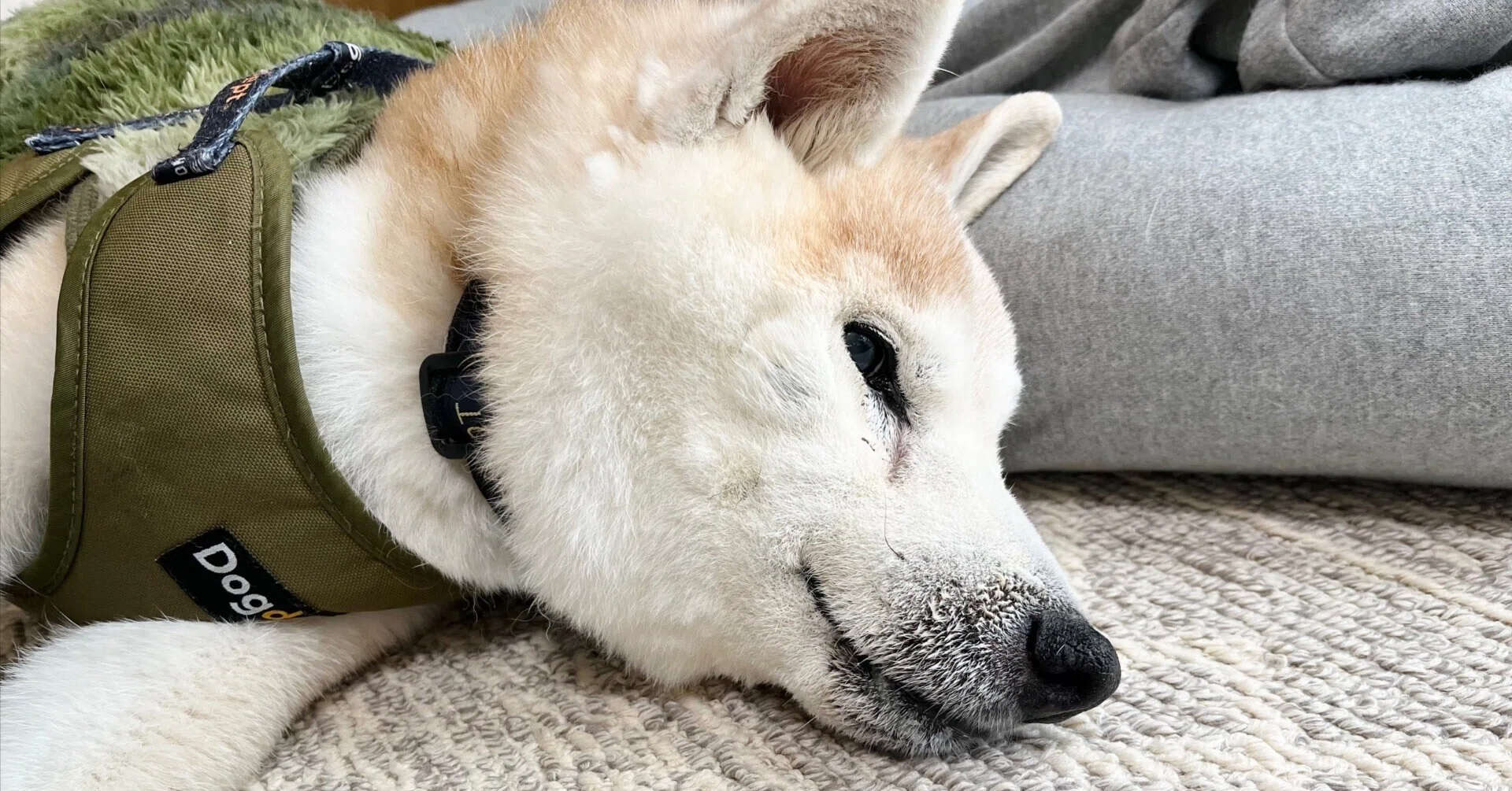 フィジカルとメンタルにこたえる「夜の徘徊」（シニア犬用のレシピ紹介