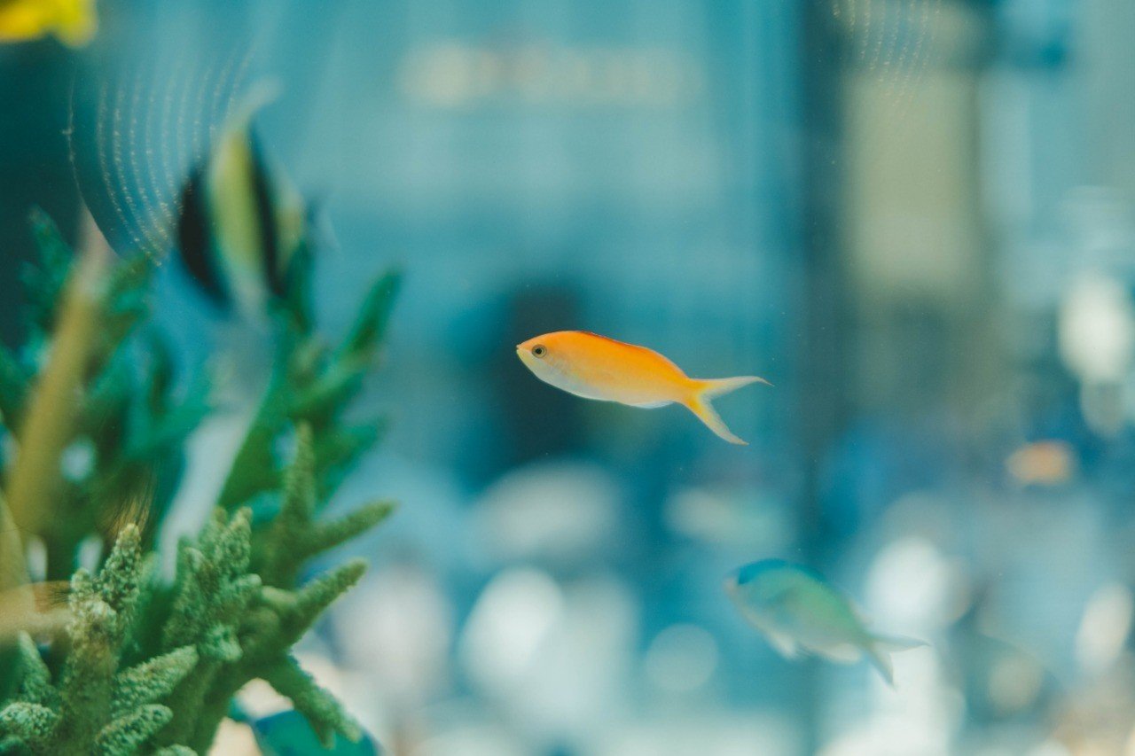 銀座に海ができていた ぽんず Note