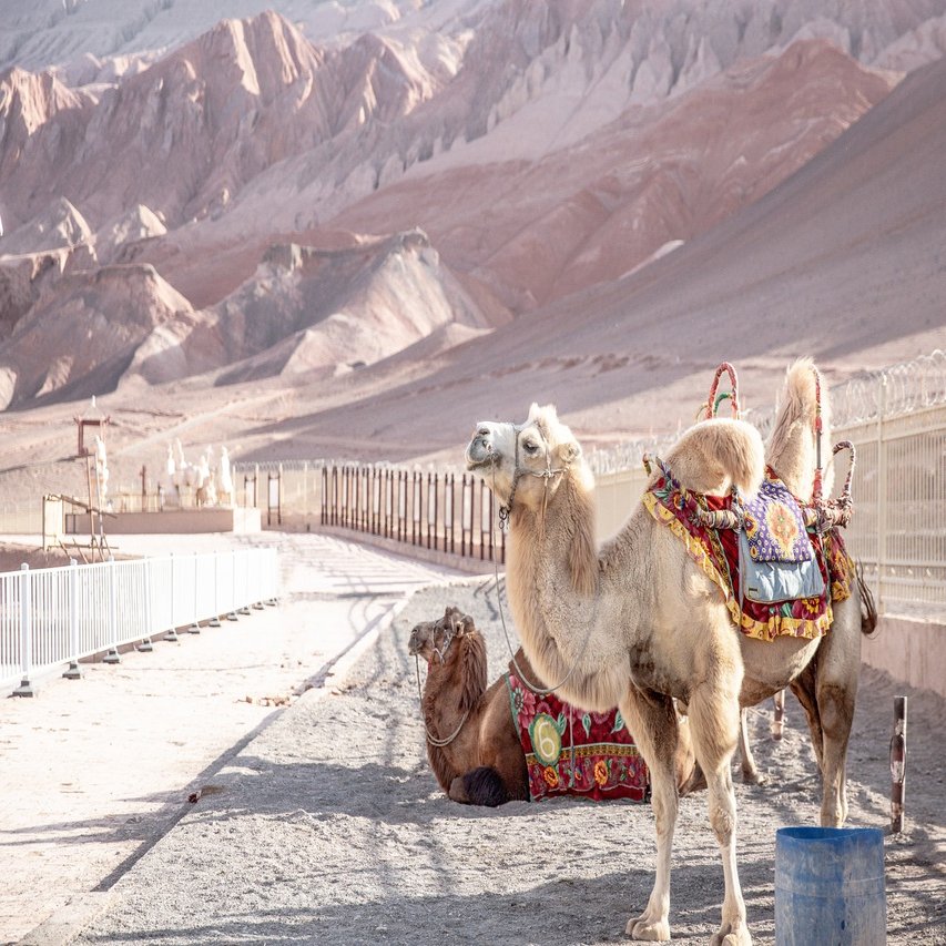 徹夜明けに 知らない人とウイグルを旅した日々のこと 砂漠 Note