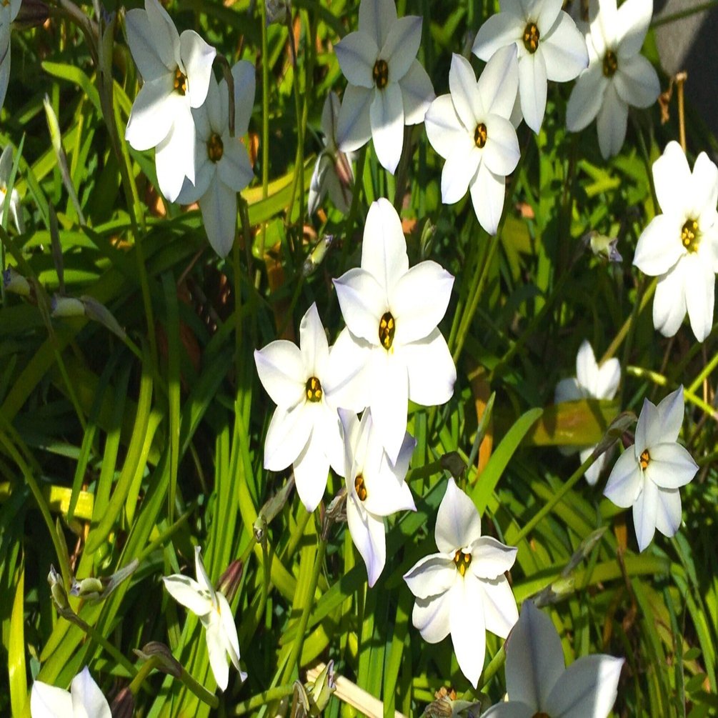 ハナニラとタンポポと木蓮の花の英名のおもしろさに迫る！｜櫻田弘文