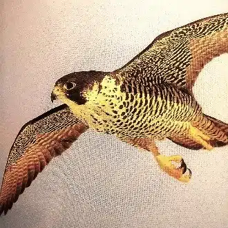 シュウ