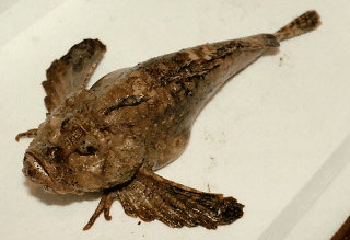 オコゼに刺されました 藤凛子 ふじりんこ Note