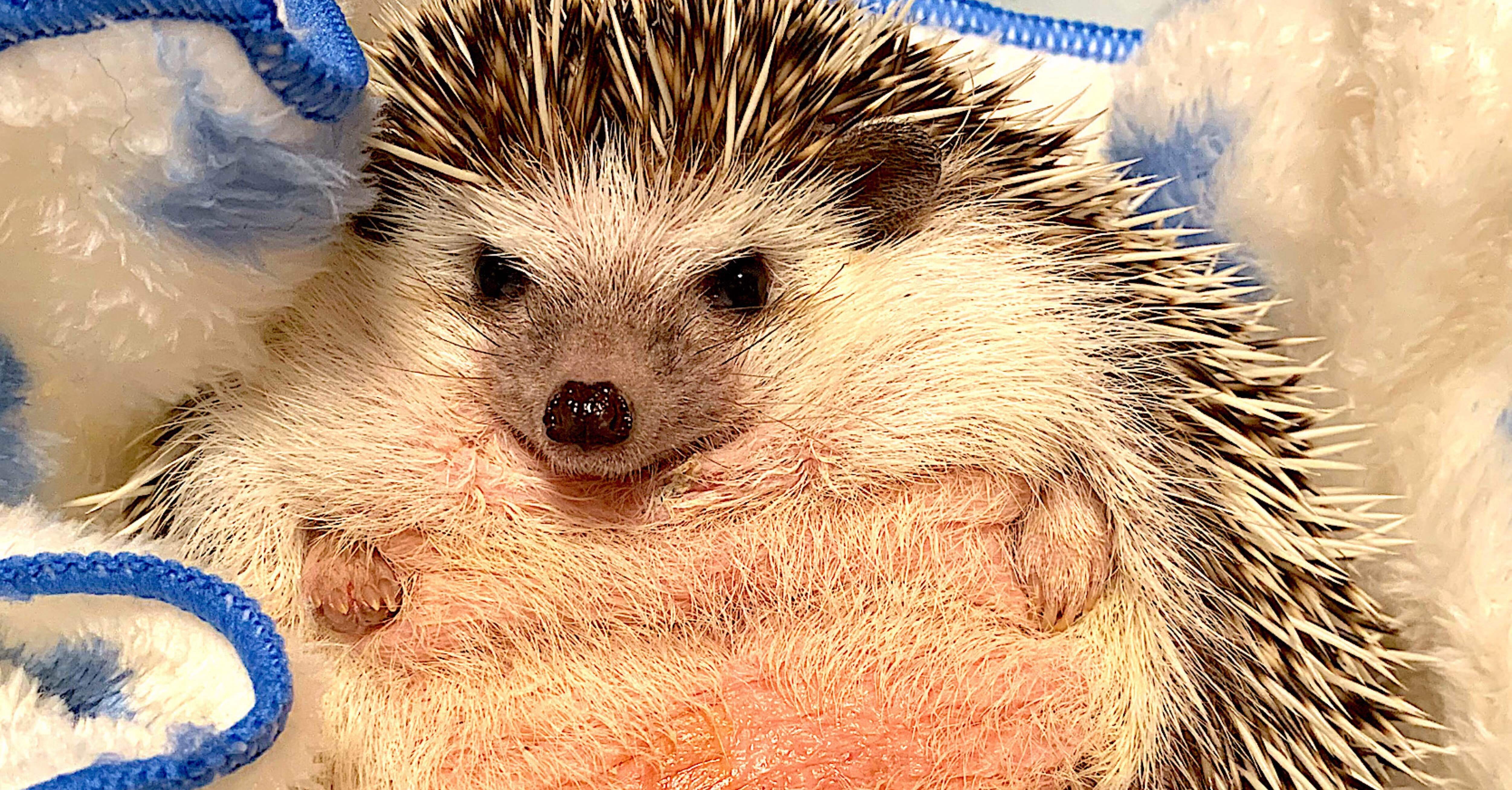 829755c91f7c461d686b69ad116dab