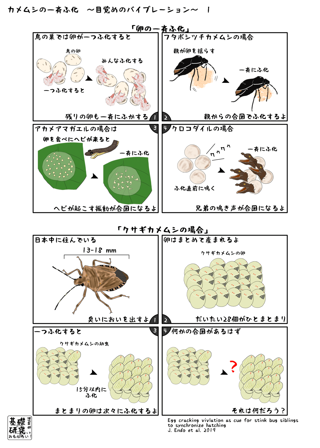 カメムシの一斉ふ化1