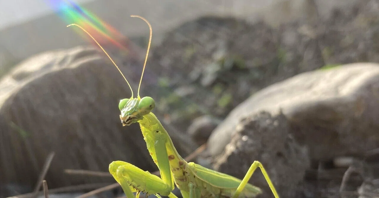 カマキリに学ぶLearning from the Mantis｜tosei shinabe