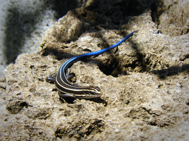 オオスカシバとニホントカゲ Kimuko Note