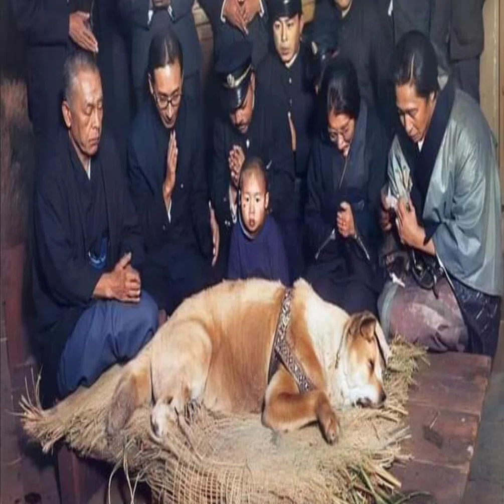 忠犬ハチ公のリアルな写真を見て感動｜tanakachotoku