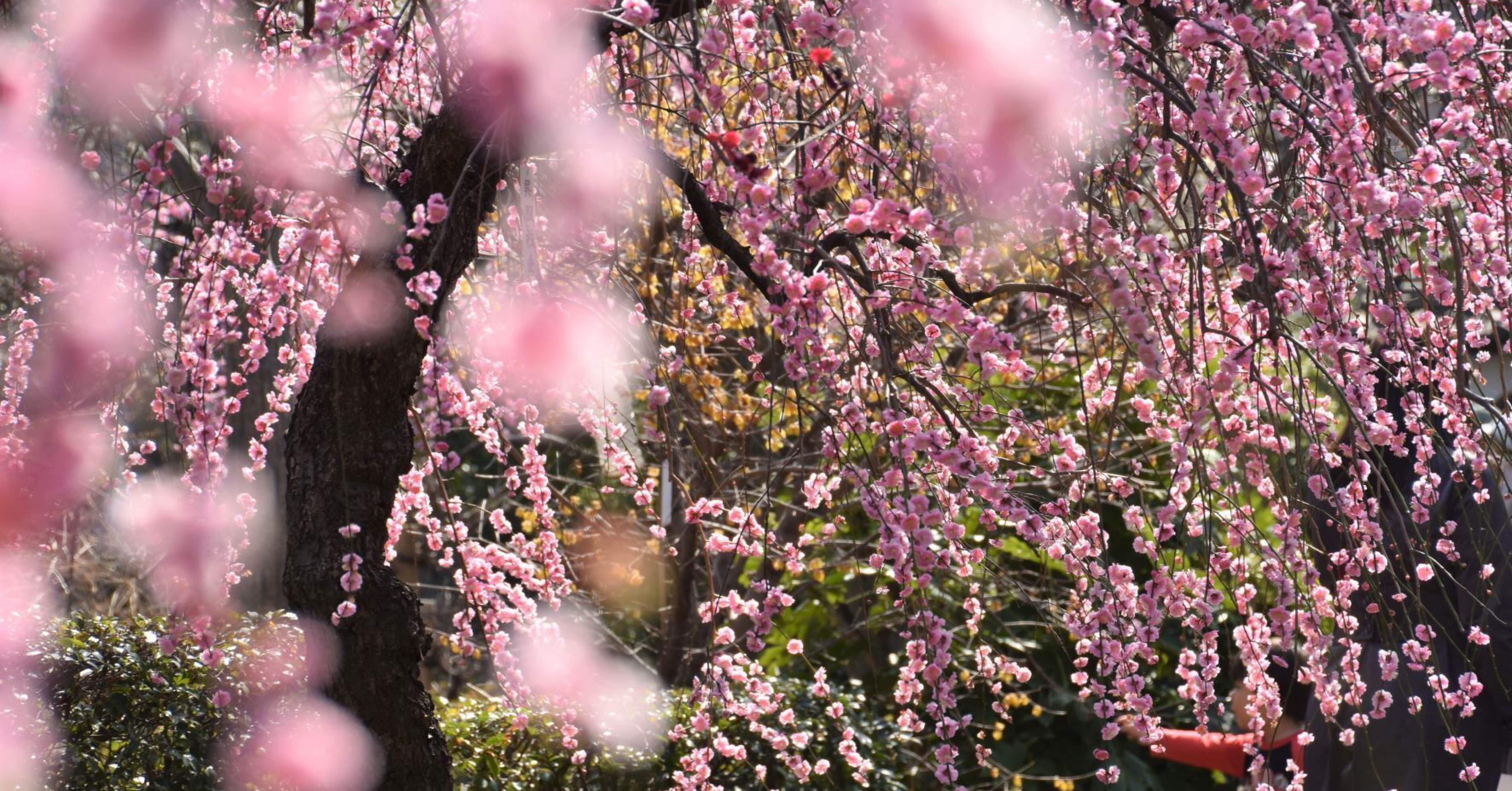 🌸E判定しか取れなかった私が1年間ガチ勉強して早稲田大学社会科学部に