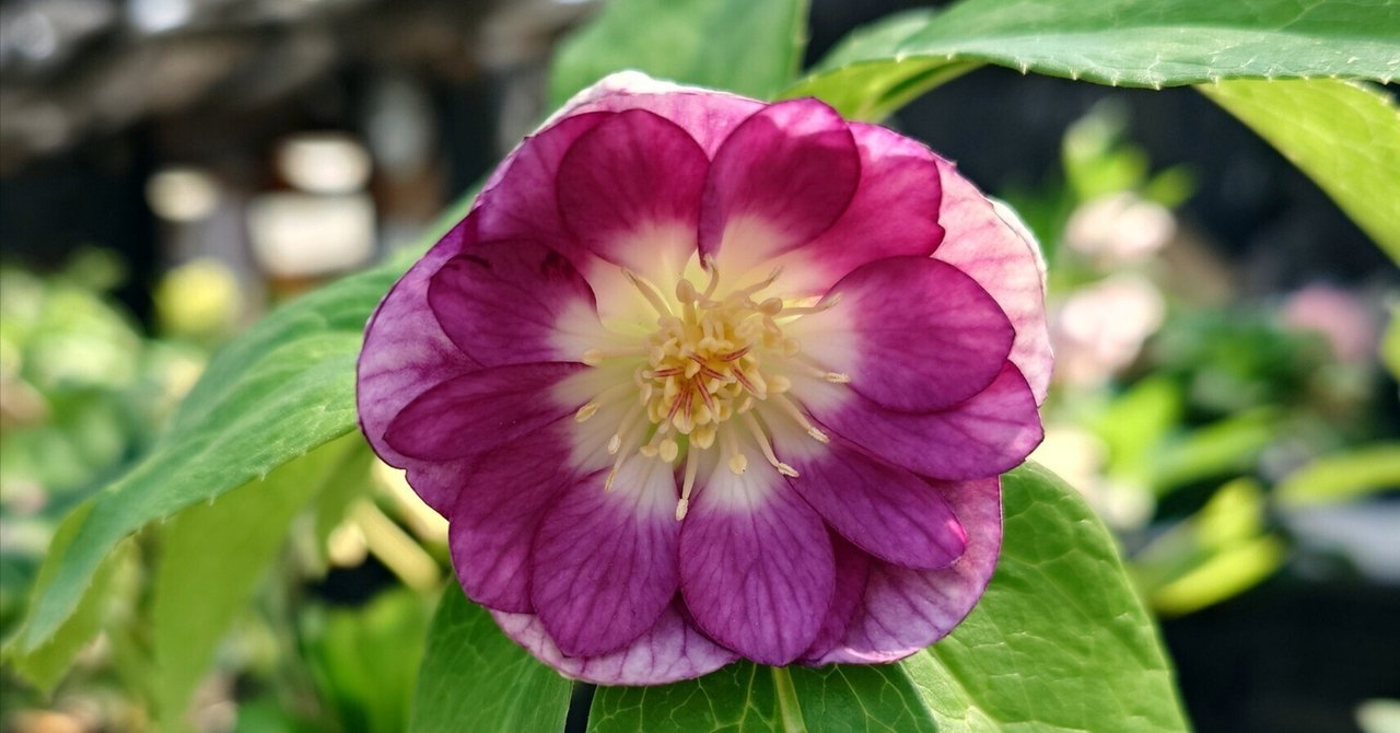 珍品!!認定!シャガール クリスマスローズ 加藤農園 【公式通販】 珍品!!認定!シャガール クリスマスローズ 加藤農園 【公式通販】