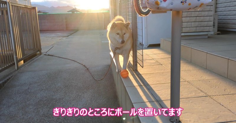 狭いところが好きすぎる柴犬あい