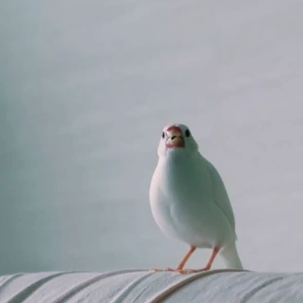 たまこ