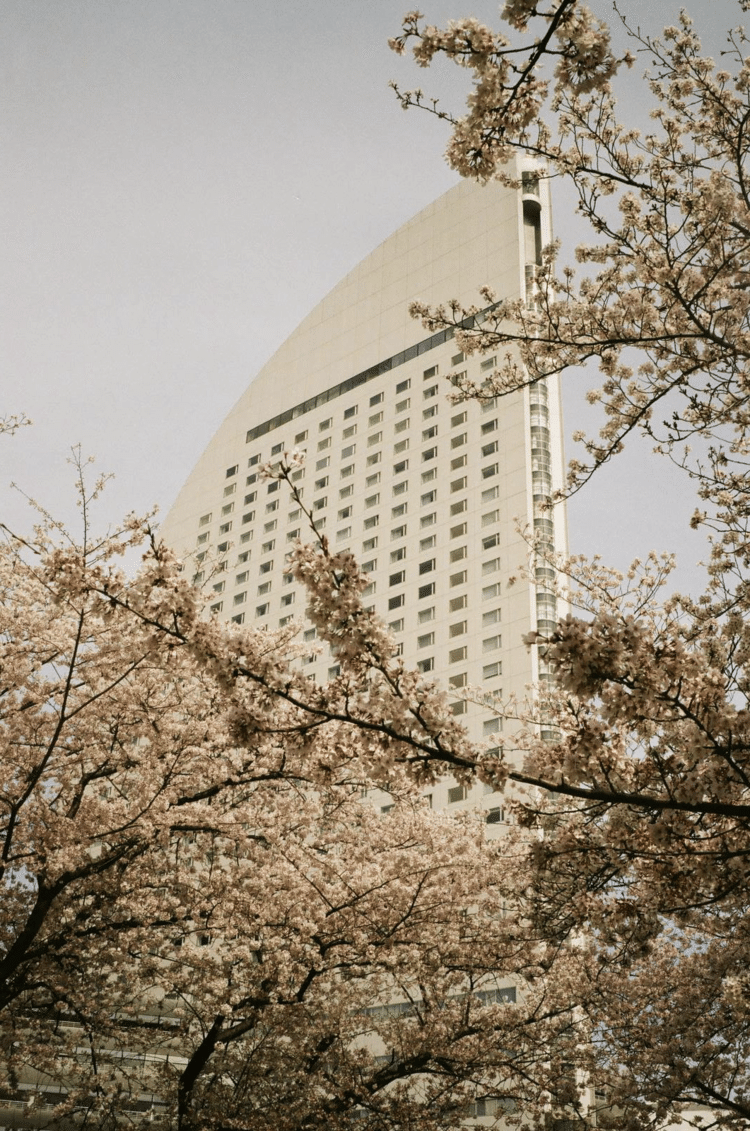 昨年の春、ちょうど出張で桜が満開の横浜に行ったので、早起きして仕事前に撮影に出かけた。