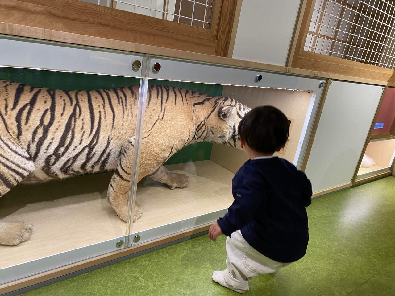 ドラド　剥製 3.16(土)｜のしの