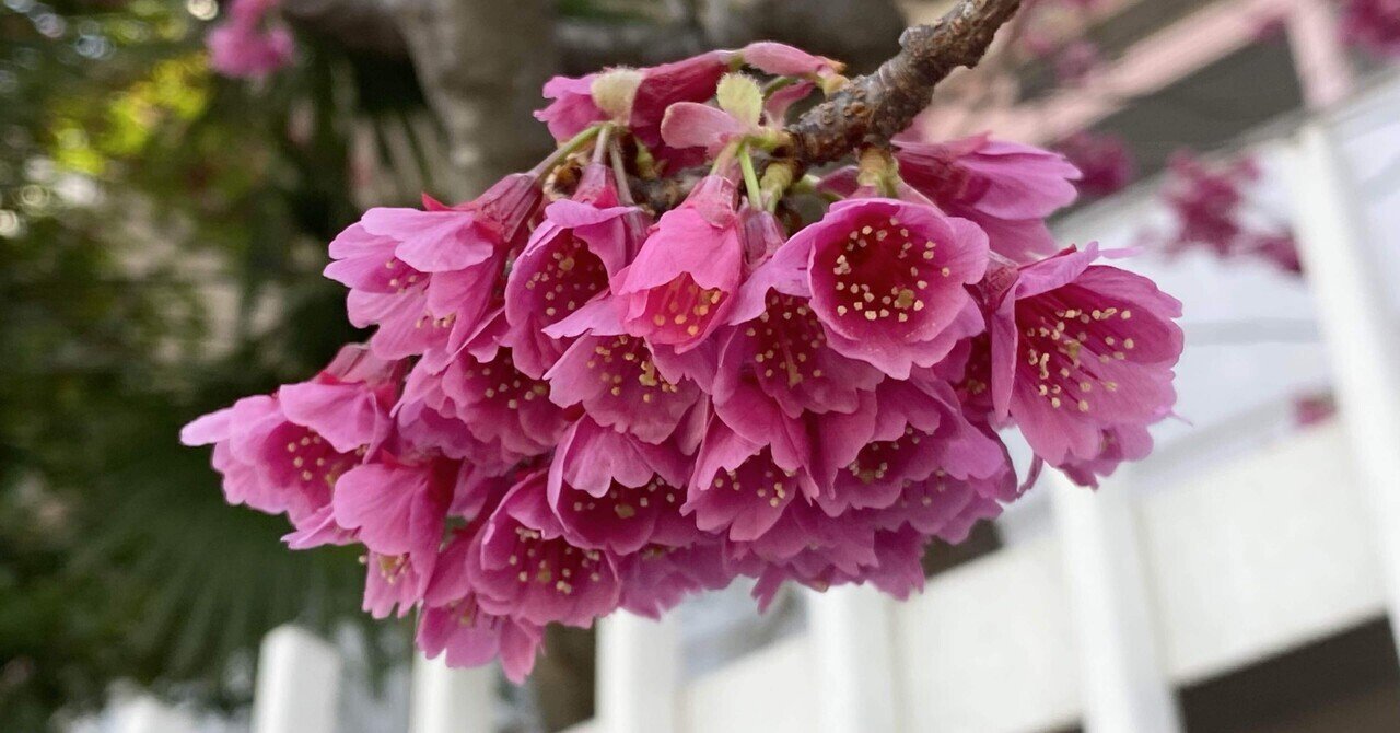 八重桜 八重桜満開。｜之哲／Yuki Satoru