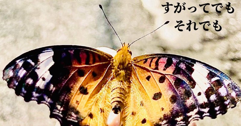 2024.3.18 物語のある写真詩を「蝶の夢」