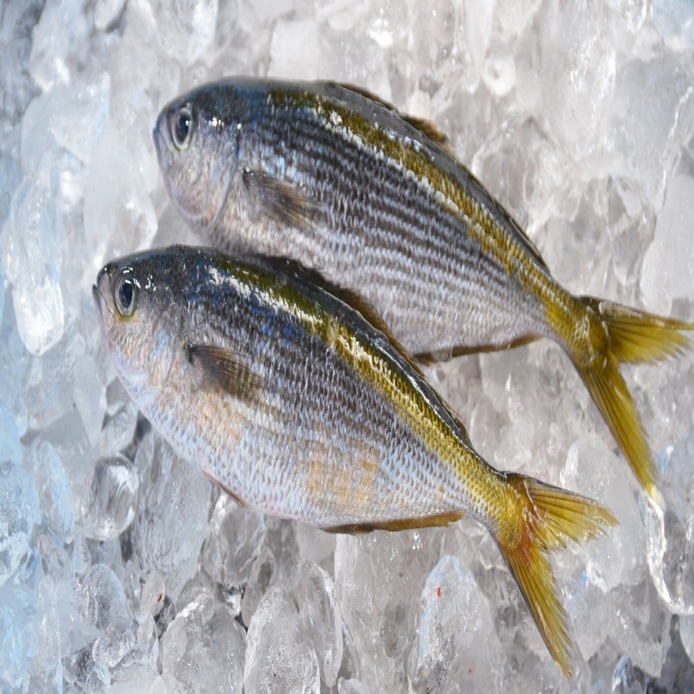 知る人ぞ知る幻の魚〜御蔵島の秘宝、タカベを求めて〜｜三宅支庁産業課