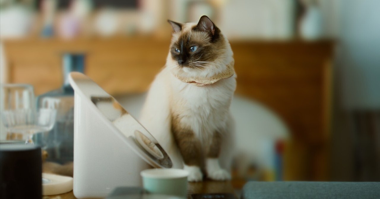 林が今やっている暗号通貨関係のこと全て｜林