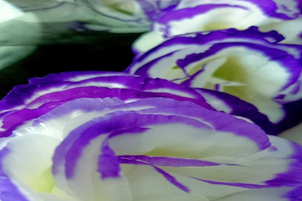 紫のトルコキキョウの花言葉は希望 の新着タグ記事一覧 Note つくる つながる とどける
