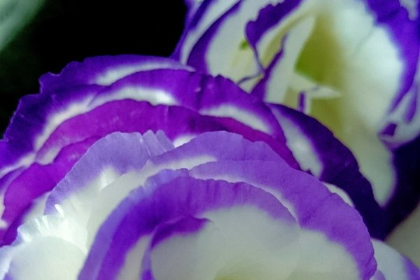 紫のトルコキキョウの花言葉は希望 の新着タグ記事一覧 Note つくる つながる とどける 紫のトルコキキョウの花言葉は希望 の新着タグ記事一覧 Note つくる つながる とどける