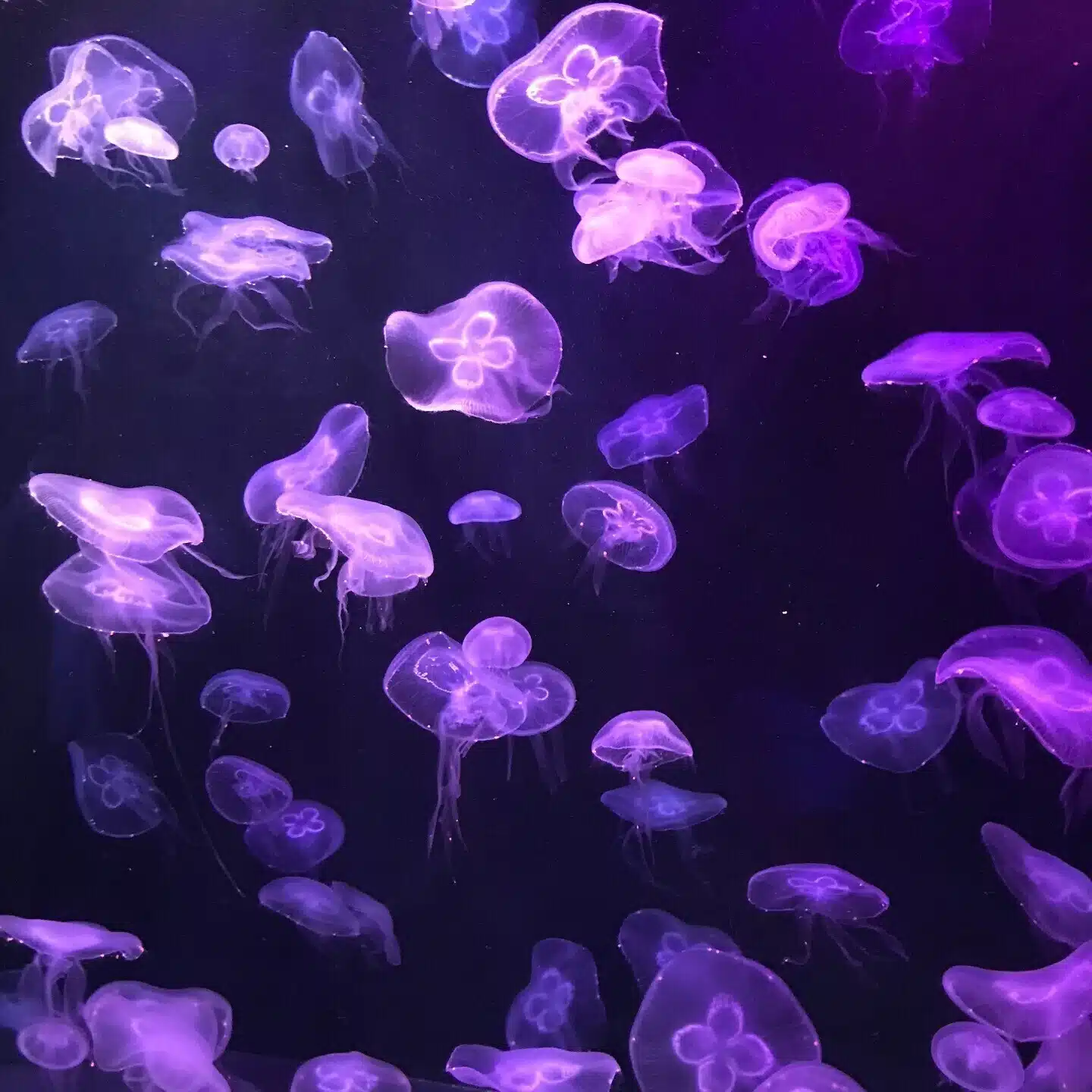 蒼秤