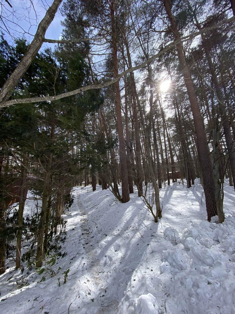 林の中、雪の小道