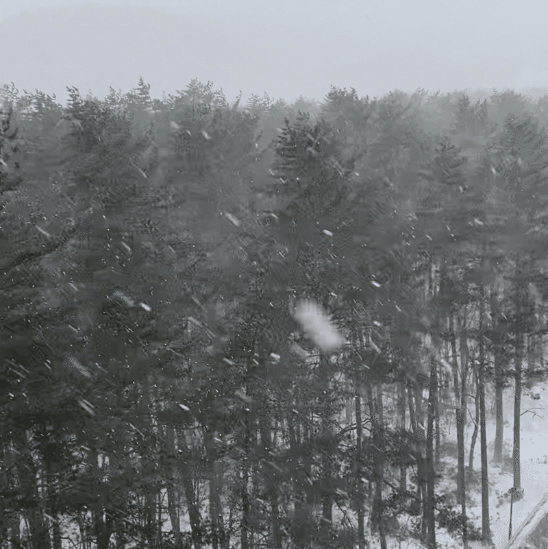 吹雪が舞う