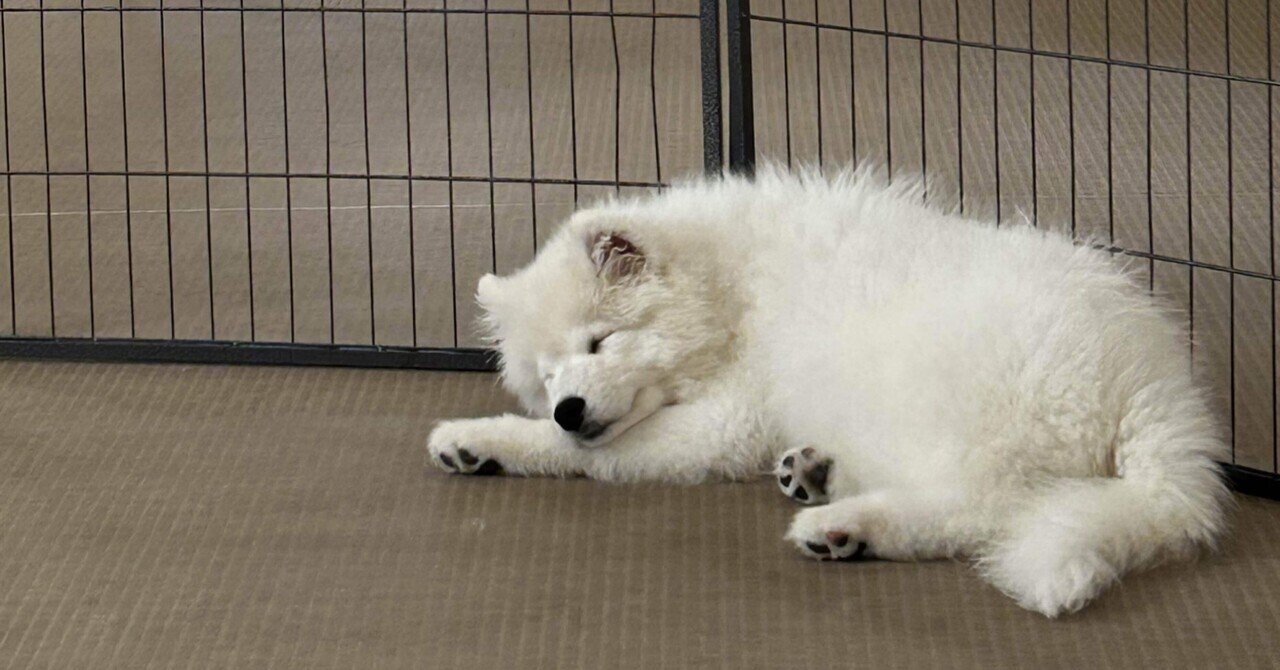 Samoyed サモエド　ウールコート Samoyed サモエド ウールコート 【公式通販】
