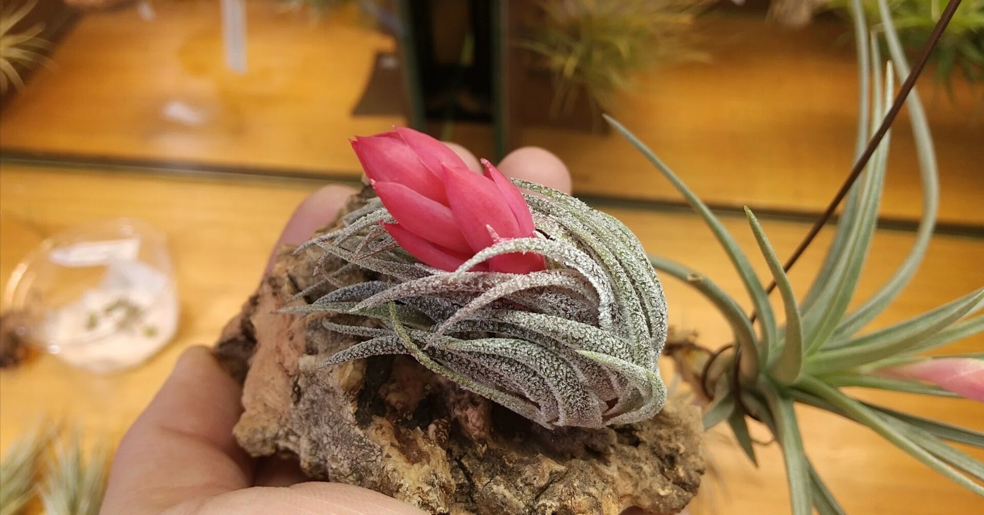 Tillandsia carminea ティランジア カルミネア｜花、園芸