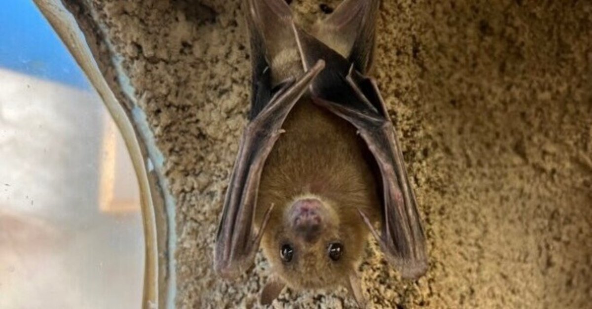 香炉 メノウ 桃とコウモリ 香炉 メノウ 桃とコウモリ