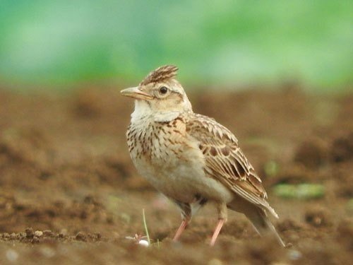 第445回 ヒバリ 2回目 が消えた 翆野 大地 Note