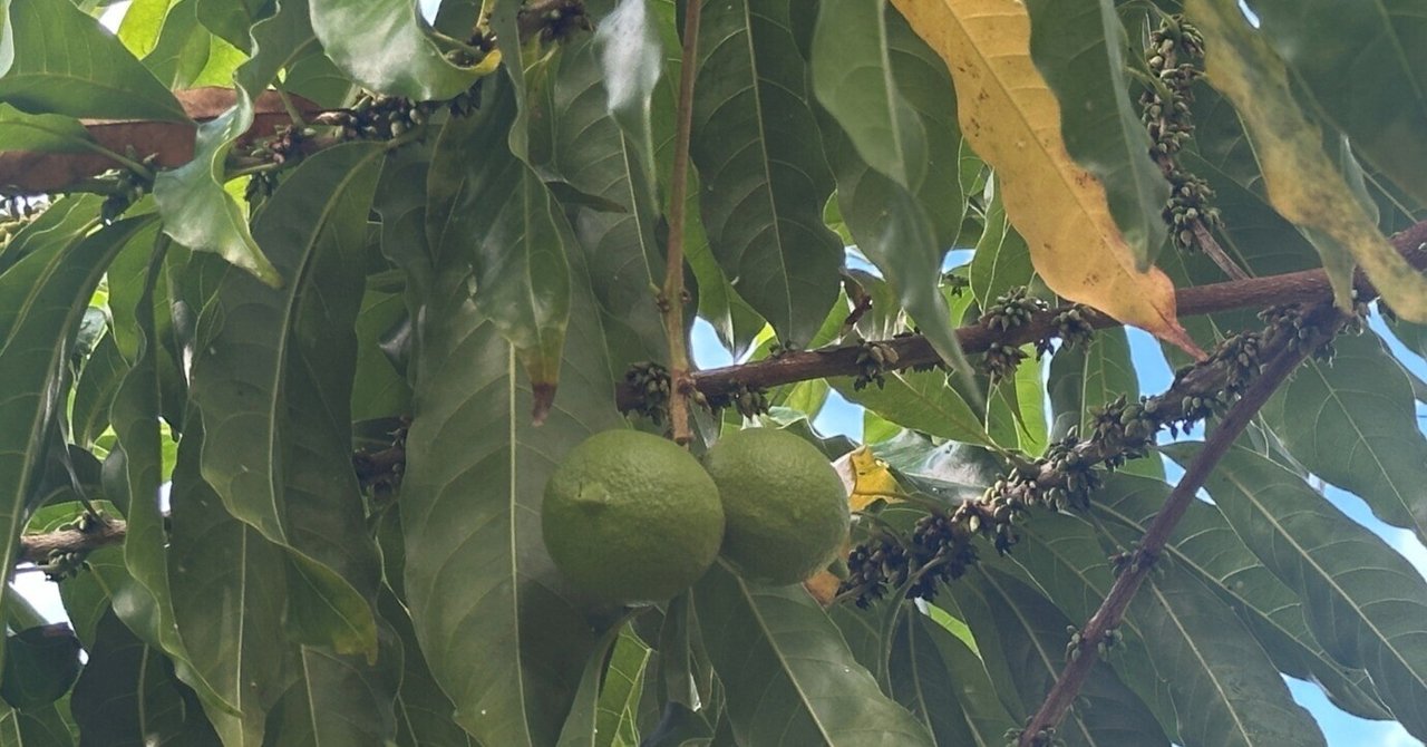 アビウ苗 特選1本 アビウ苗 特選1本