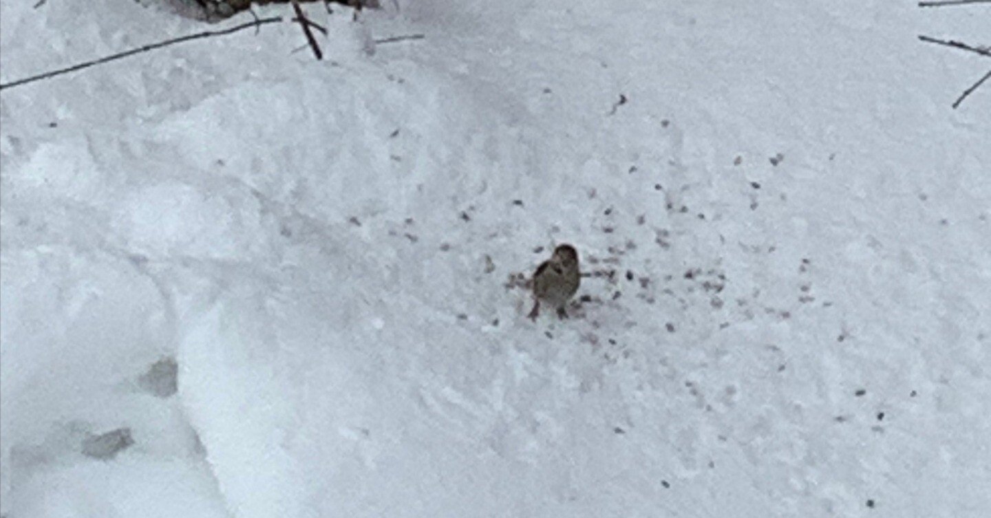 庭の小鳥たち｜miomio2904