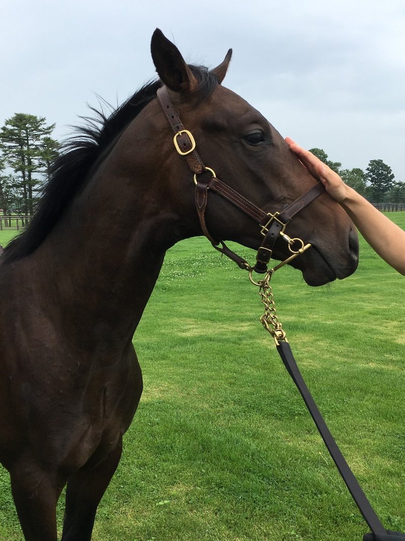 1部 ツアー概略 シルクホース募集馬見学ツアー参戦 一口馬主s Note