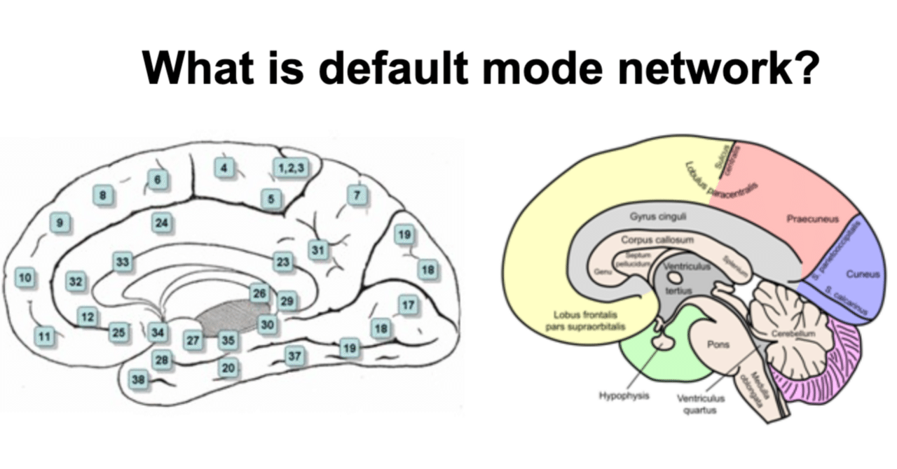 人間の脳の創造性の秘密が明らかに