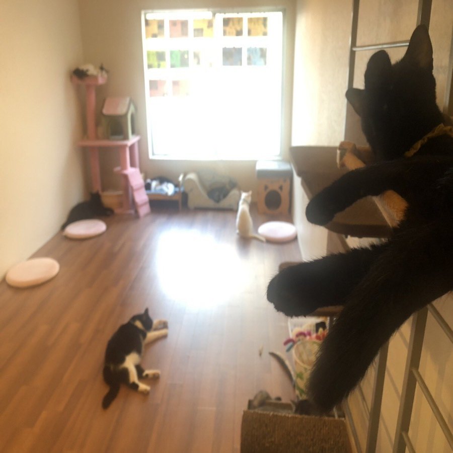 保護猫カフェに行ったらめっちゃ猫ちゃんに遊んでもらえた話 いい部屋ペット いい部屋ネット 公式 Note
