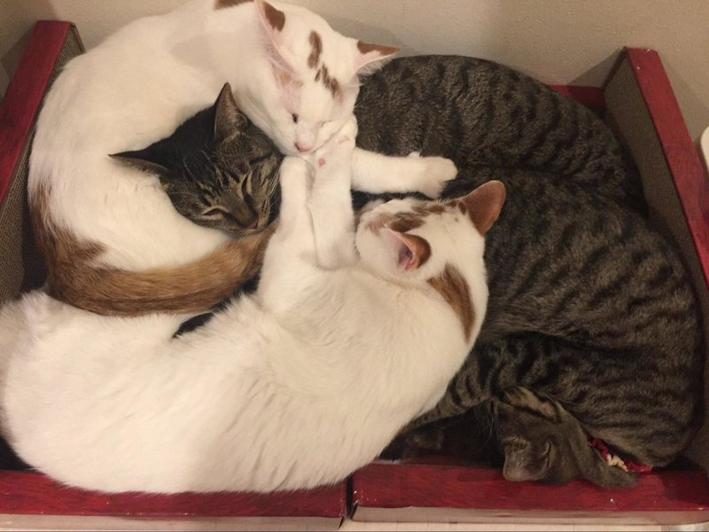 保護猫カフェに行ったらめっちゃ猫ちゃんに遊んでもらえた話 いい部屋ペット いい部屋ネット 公式 Note 保護猫カフェに行ったらめっちゃ猫ちゃんに遊んでもらえた話 いい部屋ペット いい部屋ネット 公式 Note