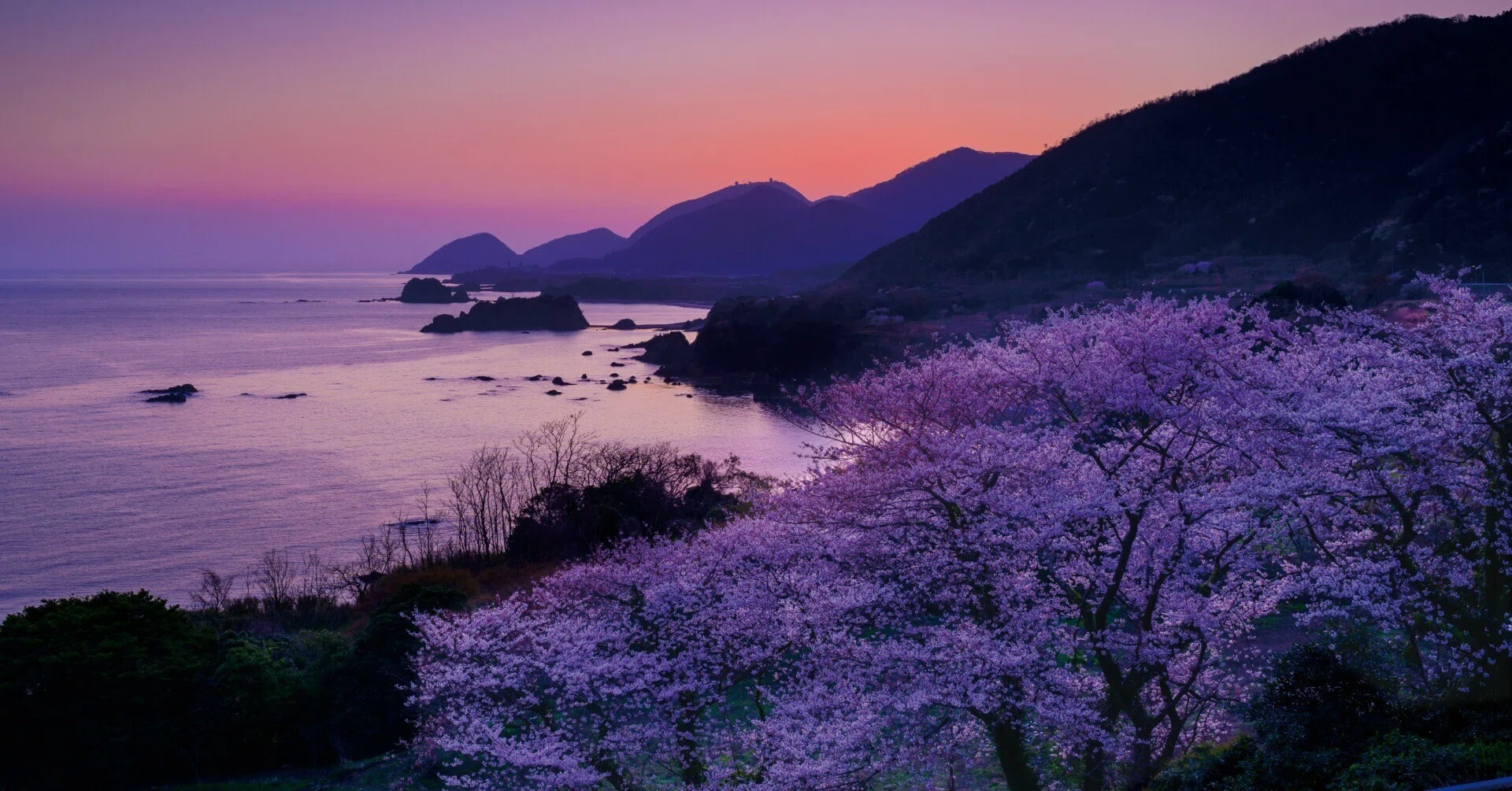 京都、花もうで（写真・星野佑佳）｜ほんのひととき