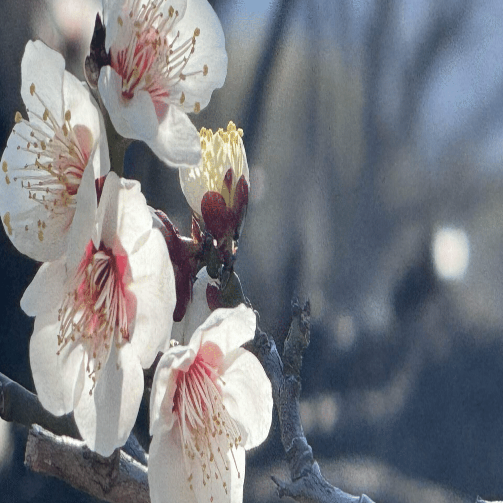 ダイレクト出版認定セールスライター資格取得スクールに入学しました