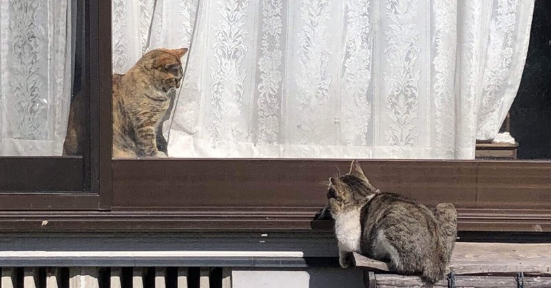 「窓辺の猫」第四十五回猫活をはじめるかもしれない・・・
