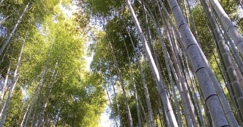 【イタリアっぽい京都旅行#1】嵐山・みっふぃーベーカリーへ寄り道