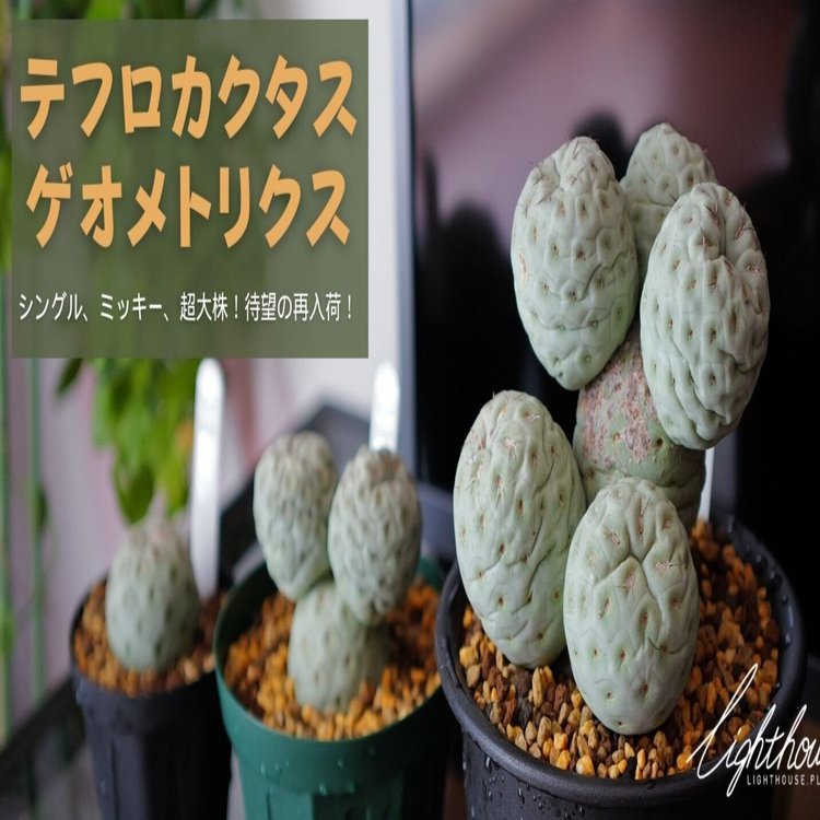 お待たせいたしました！テフロカクタス ゲオメトリクス 販売再開