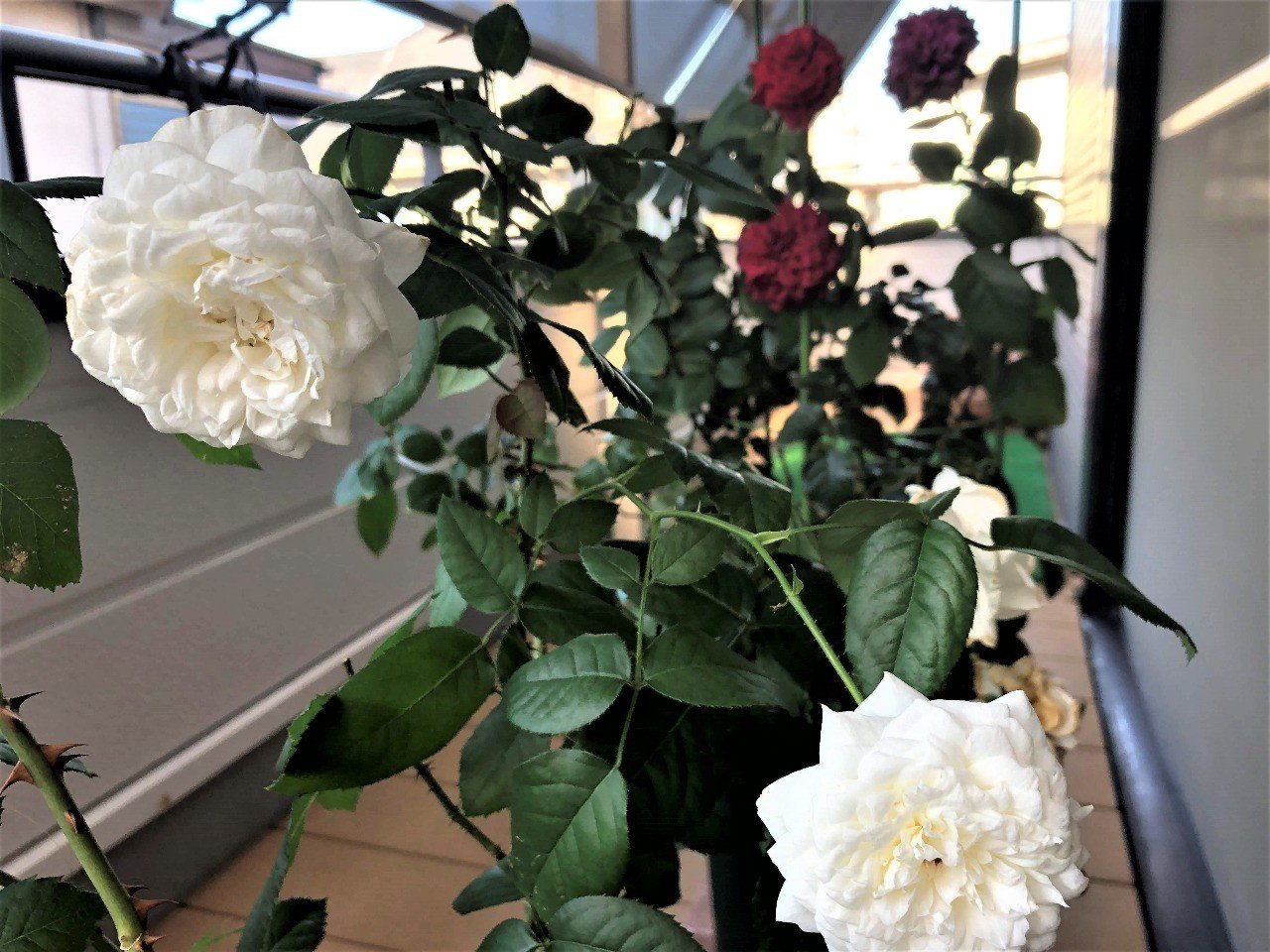 ボレロとダ ヴィンチ ともたか Note