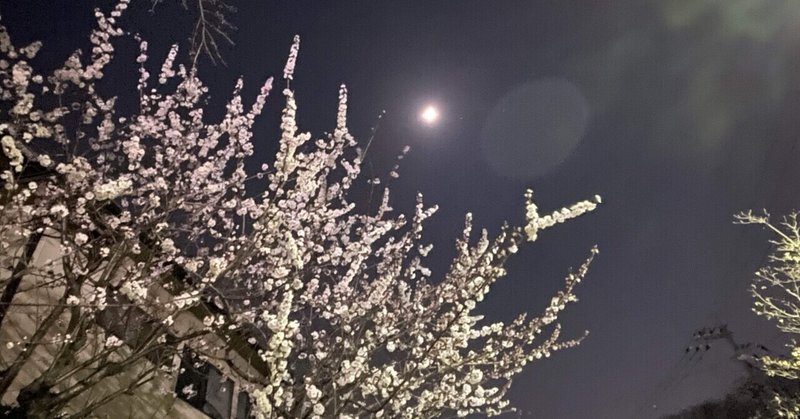 夜桜