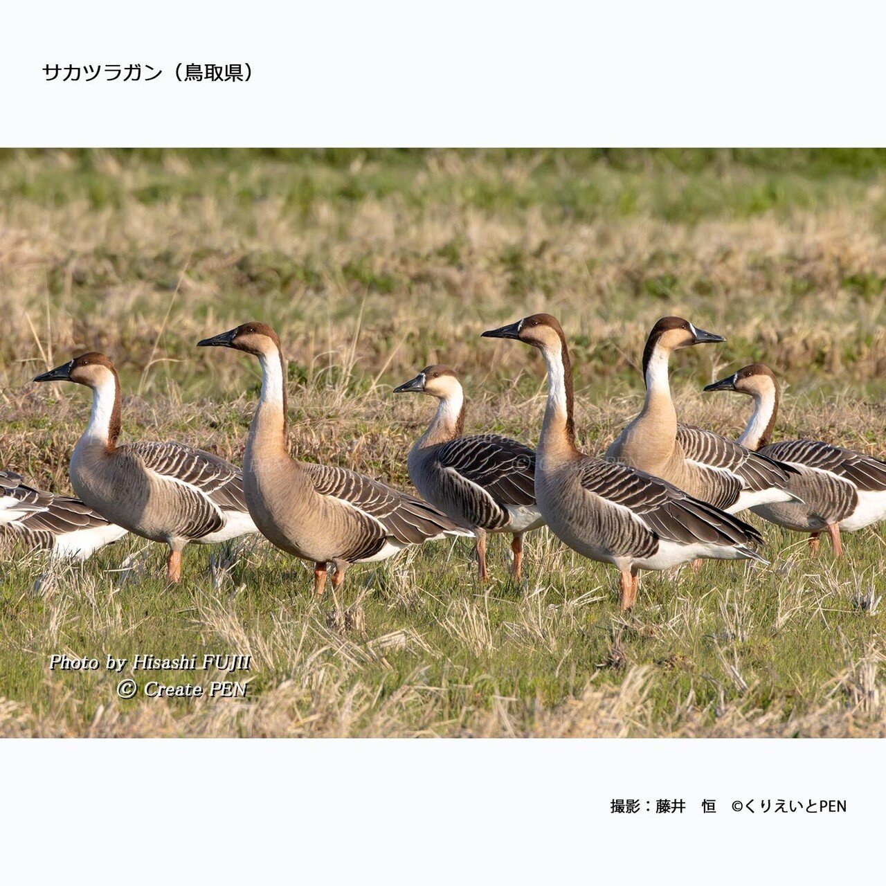 fujii_photo_サカツラガン_鳥取県_2024_300