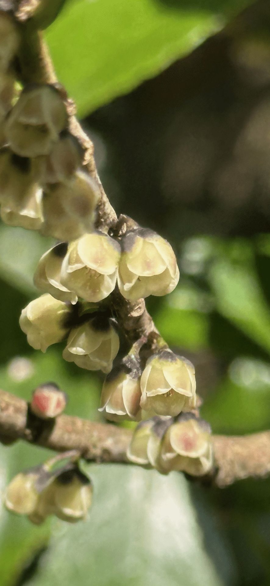 自然な樹形が美しい 山採りの ヒサカキ 646 樹高1.4m位 ヒメサカキ