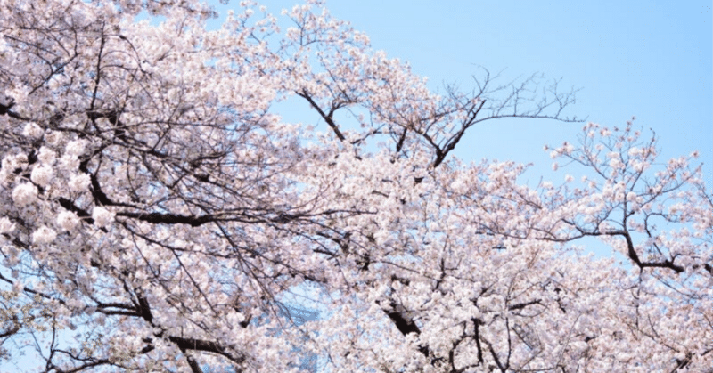 桜切る馬鹿梅切らぬ馬鹿