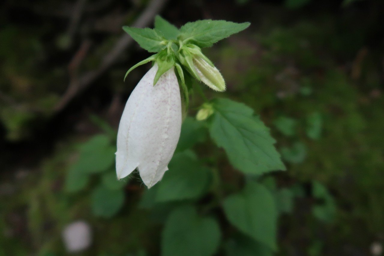 伯耆大山で撮った花図鑑｜Kent Nishihara