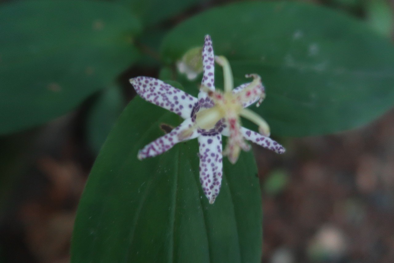 伯耆大山で撮った花図鑑｜Kent Nishihara