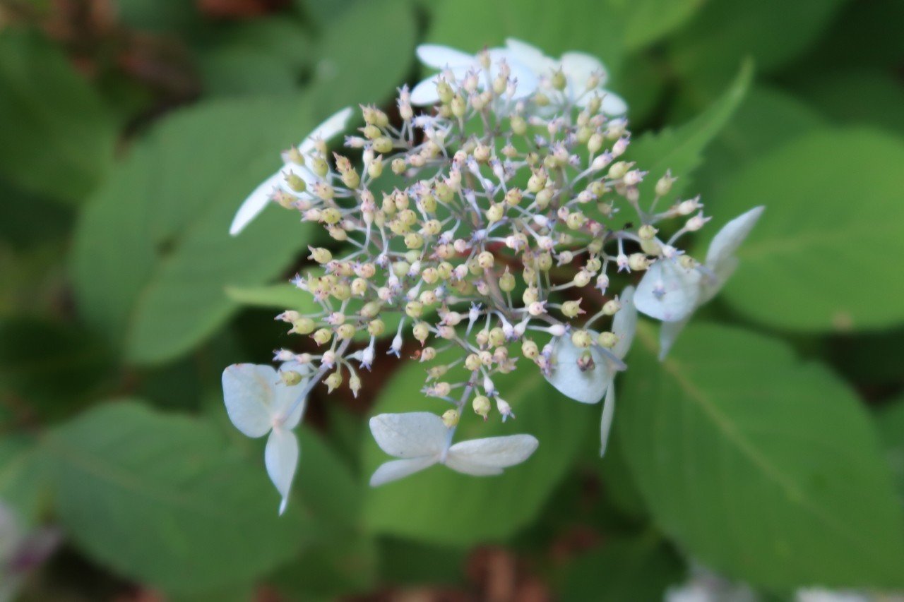 伯耆大山で撮った花図鑑｜Kent Nishihara